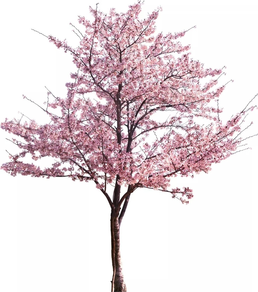 10 AMERICAN PLUM TREE SEEDS (Prunus americana) Fast Flower Plant Hardy-Zone 3