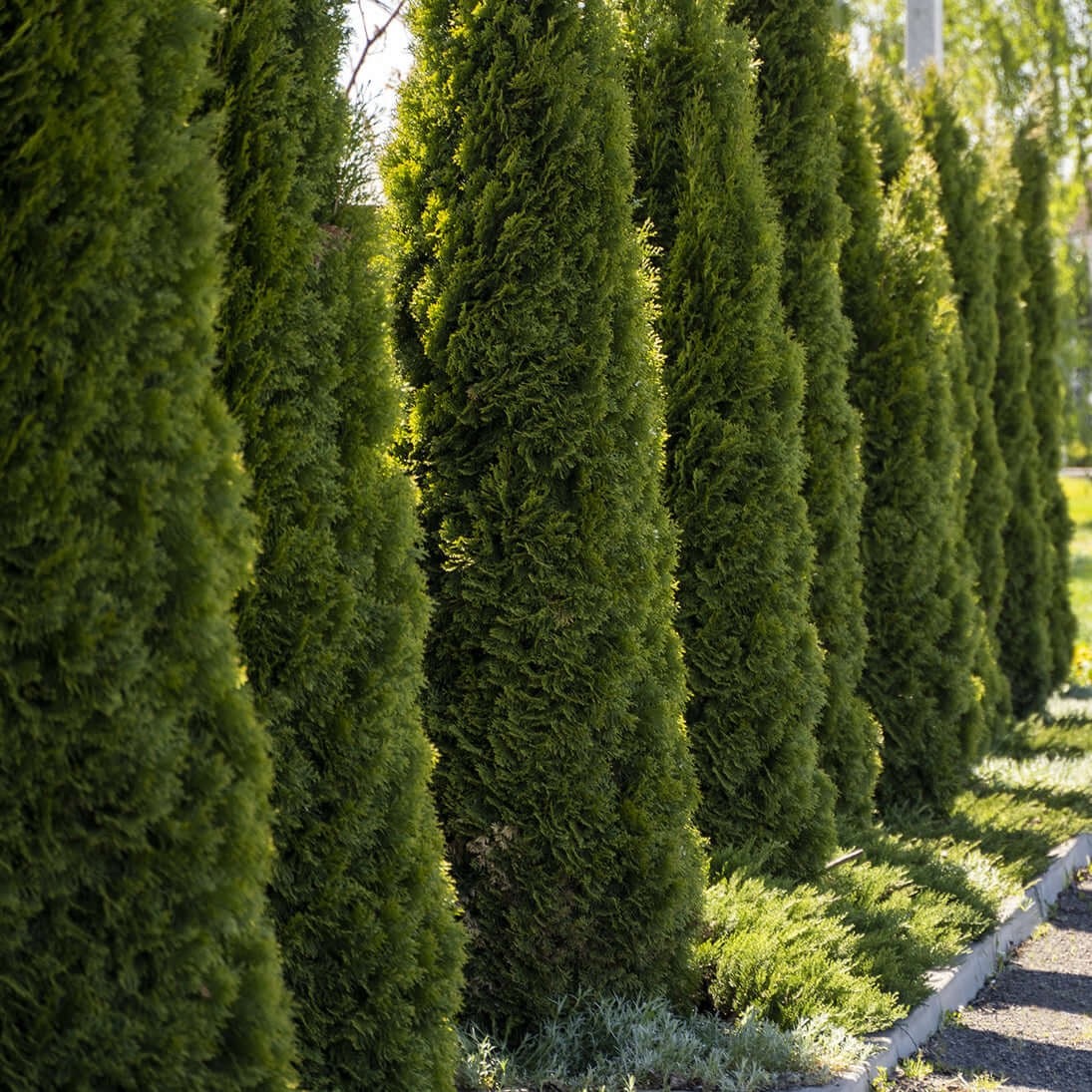 20 Emerald Green Arborvitae Starter Plant – Thuja occidentalis