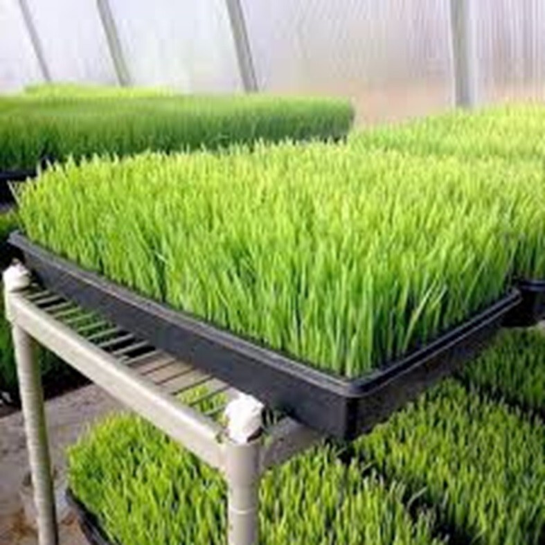 Cat Grass Seeds choose Rye, Oat or Blend seeds Quick Growth FAST Free Shipping