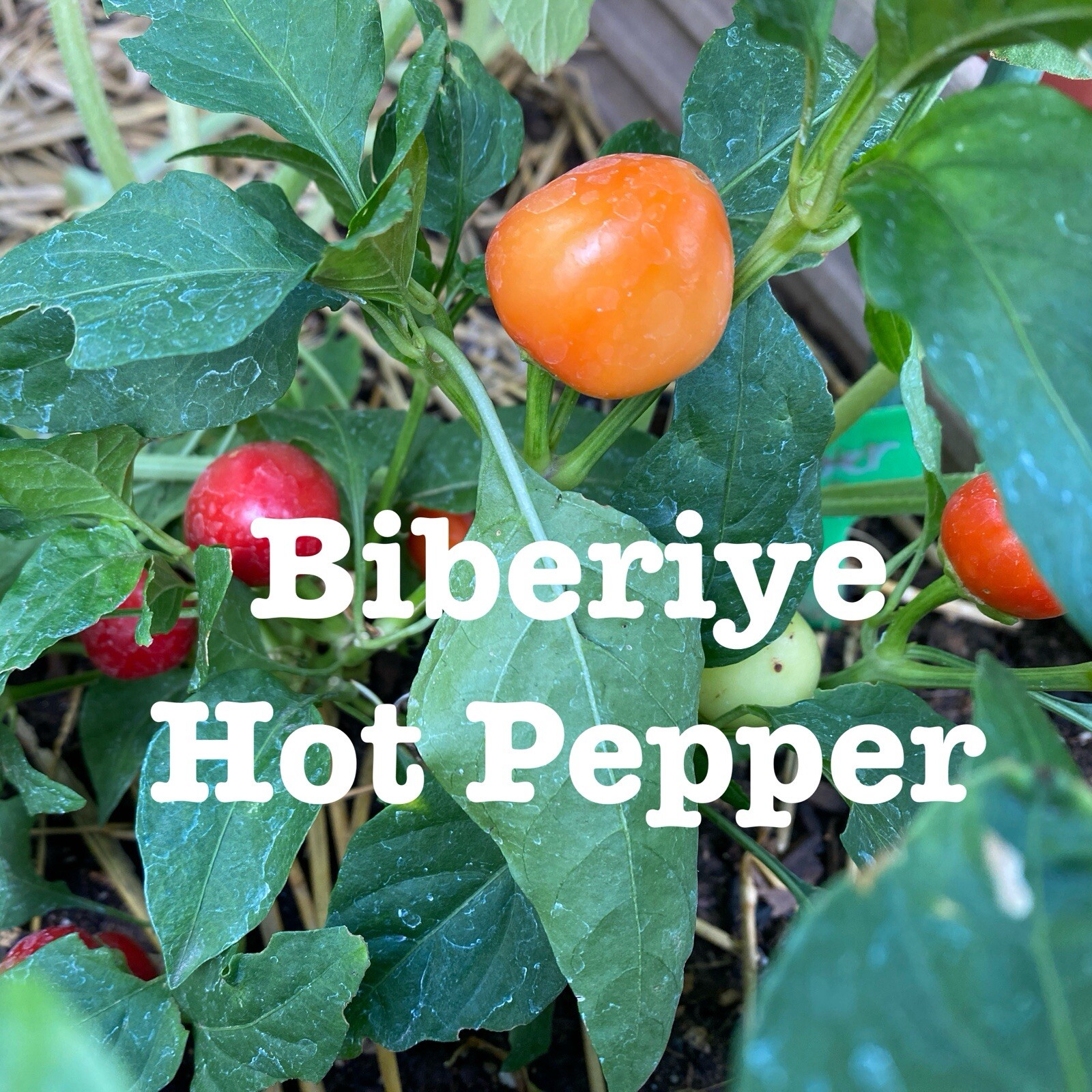 RARE✿ NEW! Turkish Heirloom Biberiye Hot Pepper 15 Seeds ● Great for Pickling