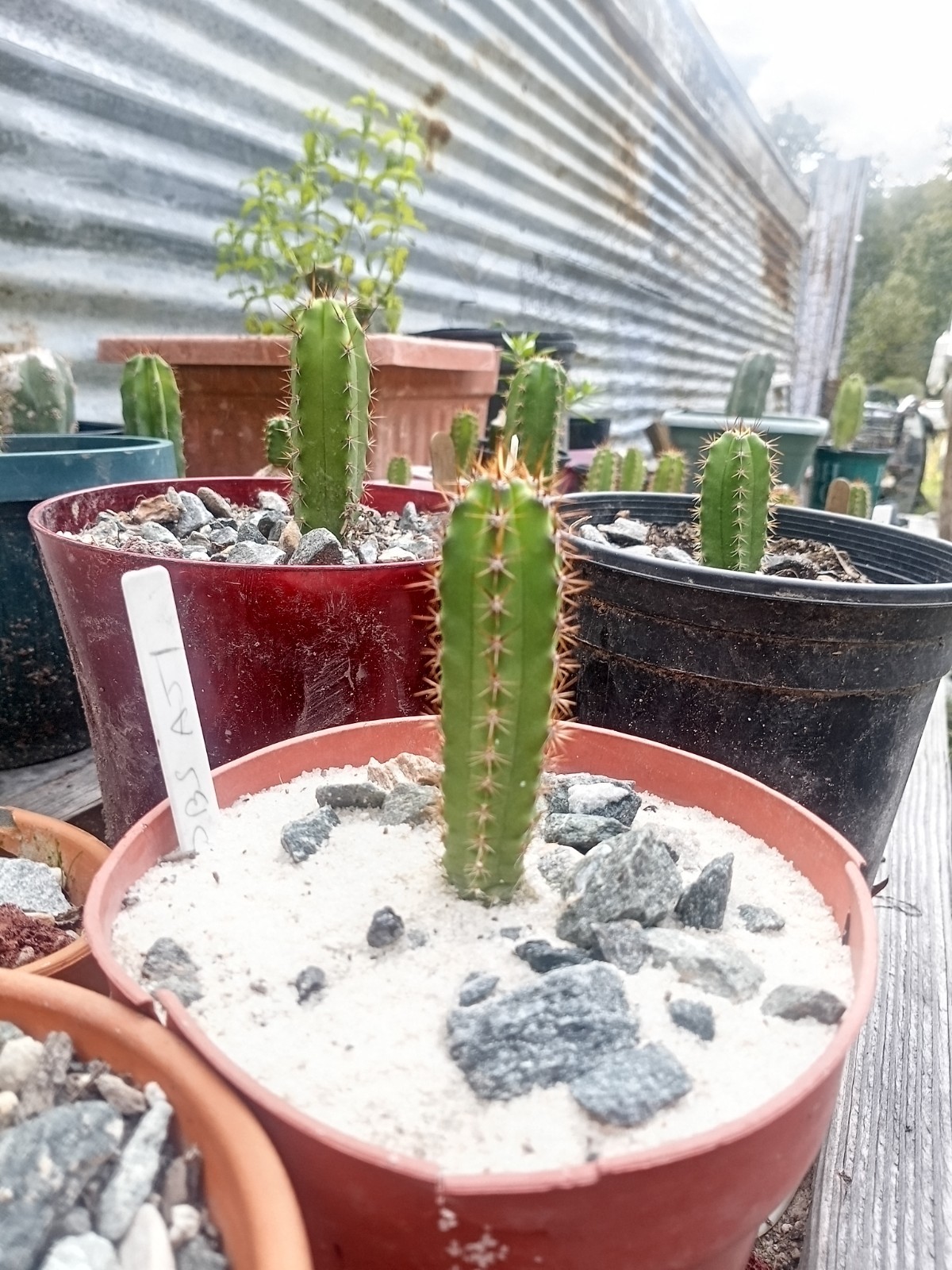 Echinopsis Rare Seed Grown Yearling packs of 5 for 20$?Cultivars In Description
