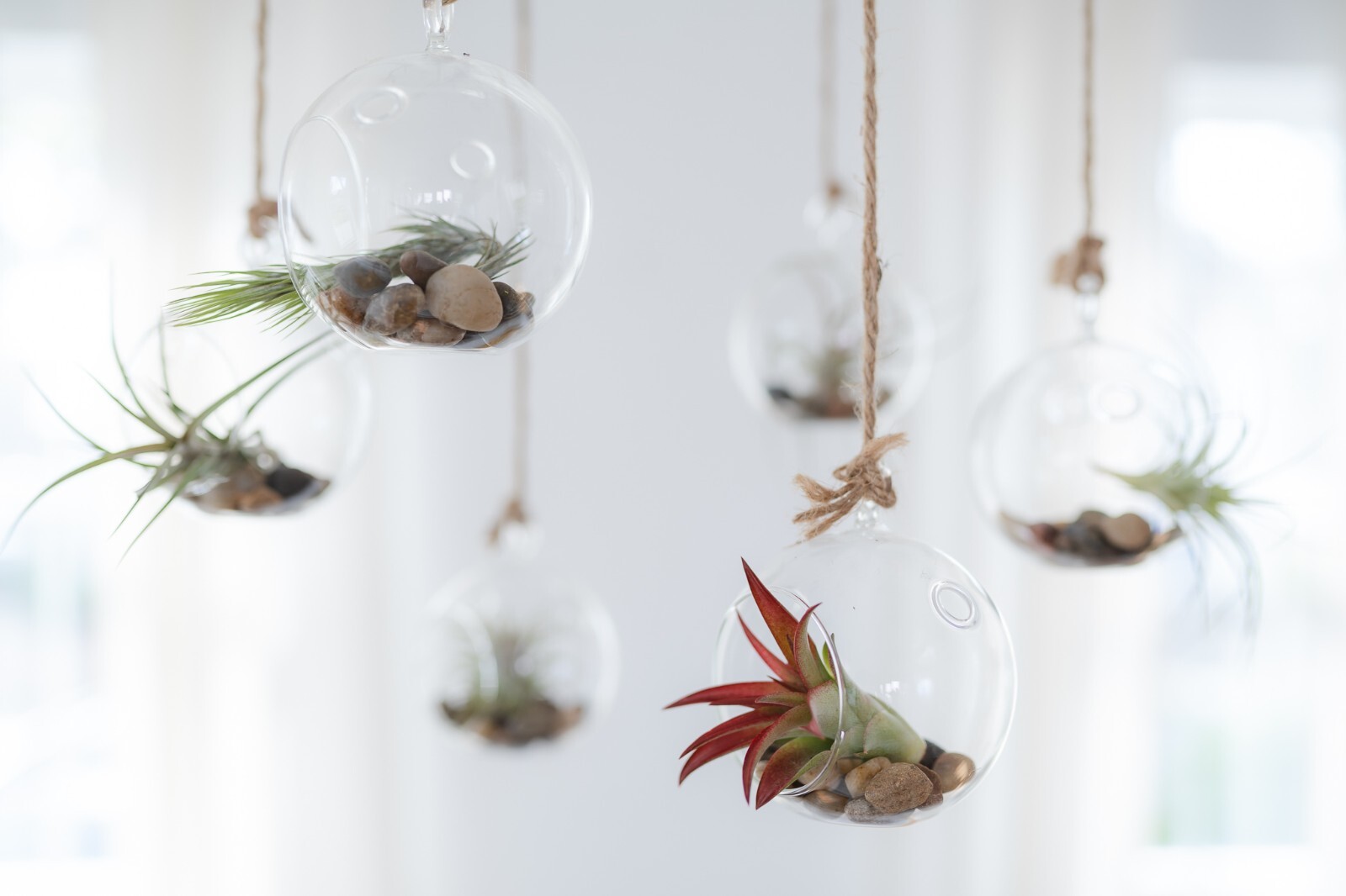 Large Tillandsia Ionantha Rubra Air Plants – Live – Indoor/Outdoor House Decor