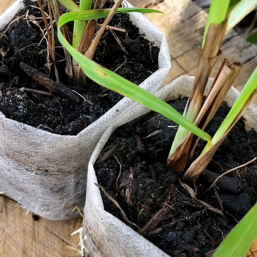 Thai Lemongrass Plants (Cymbopogon citratus) – Culinary Variety- Beyond Organic
