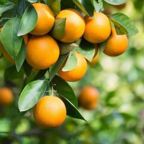 Pineapple Orange Tree – 20-28″ Tall – Live Plant – Grafted – Citrus – Gallon Pot