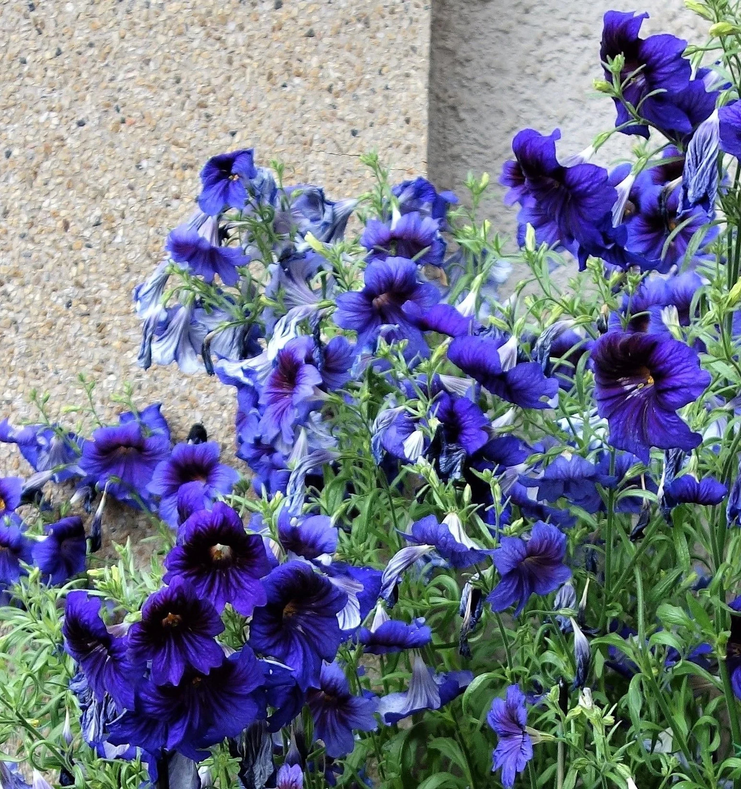 50 Organic KEW BLUE PAINTED TONGUE Salpiglossis Sinuata Trumpet Flower Seeds