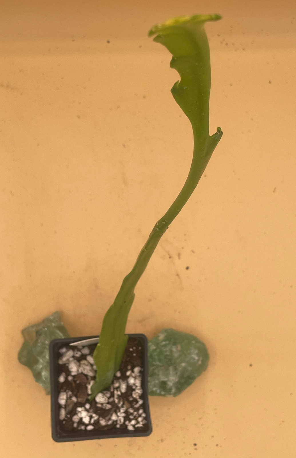Epiphyllum Hybrid ‘Showboat’ Fully-Rooted Starter Pot