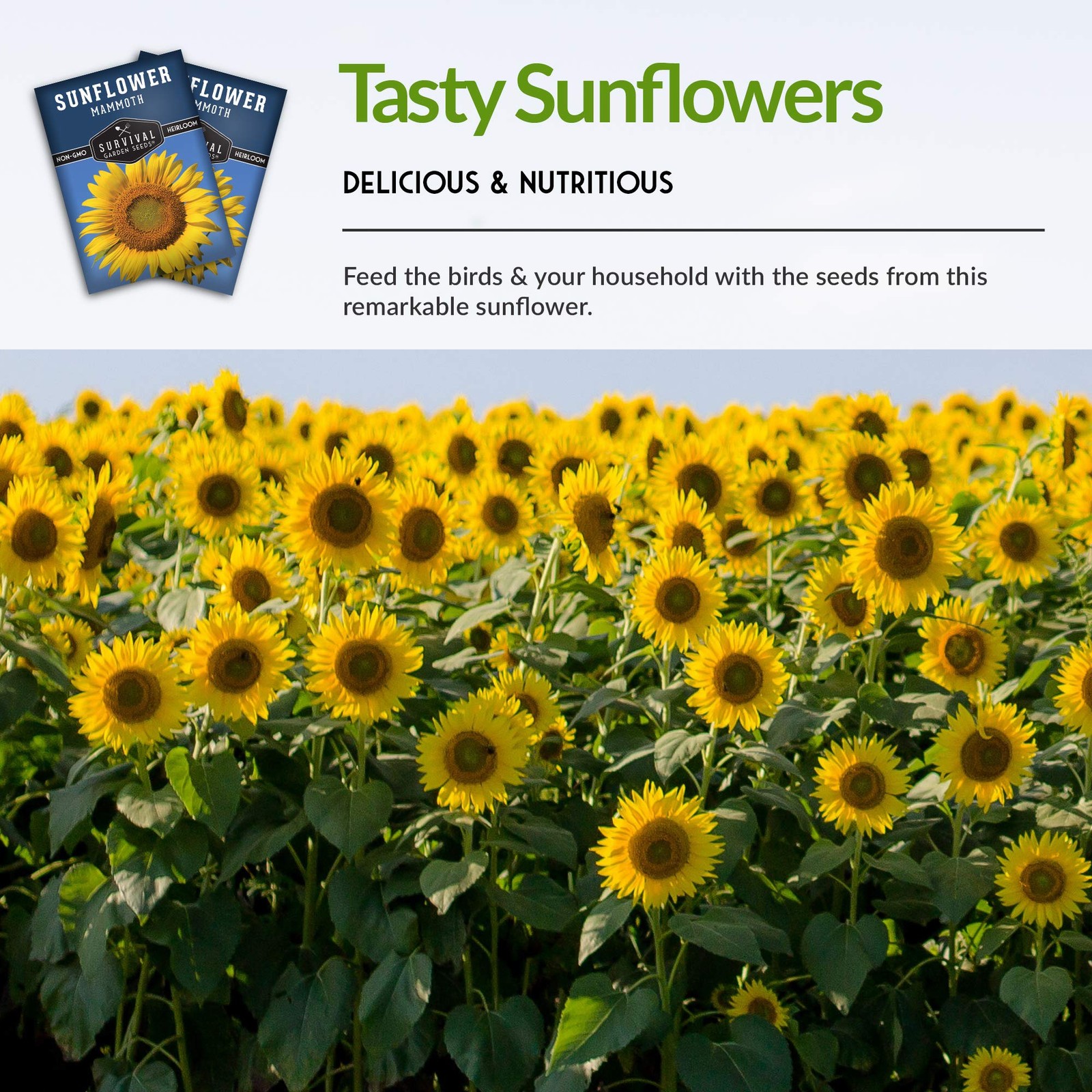 Mammoth Sunflower Seeds for Planting | Giant 12 ft Plants with Edible Yellow