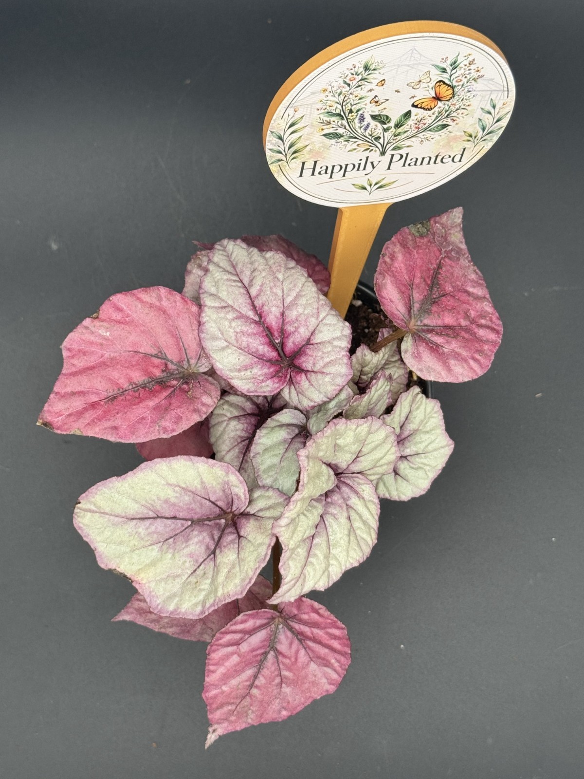 Begonia Inca Flame- 4″ Pot Live Plant – Free Shipping