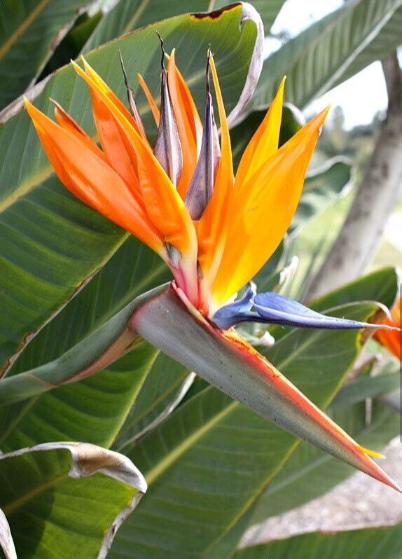 Orange Bird of Paradise~Strelitzia Reginae~ROOTED PLANT~10-12 Inches Tall