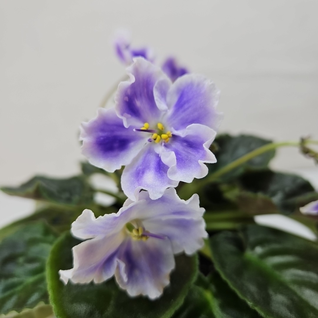 WHITE SAIL Standard Named African Violet Mature Size Blueish And White Flowers
