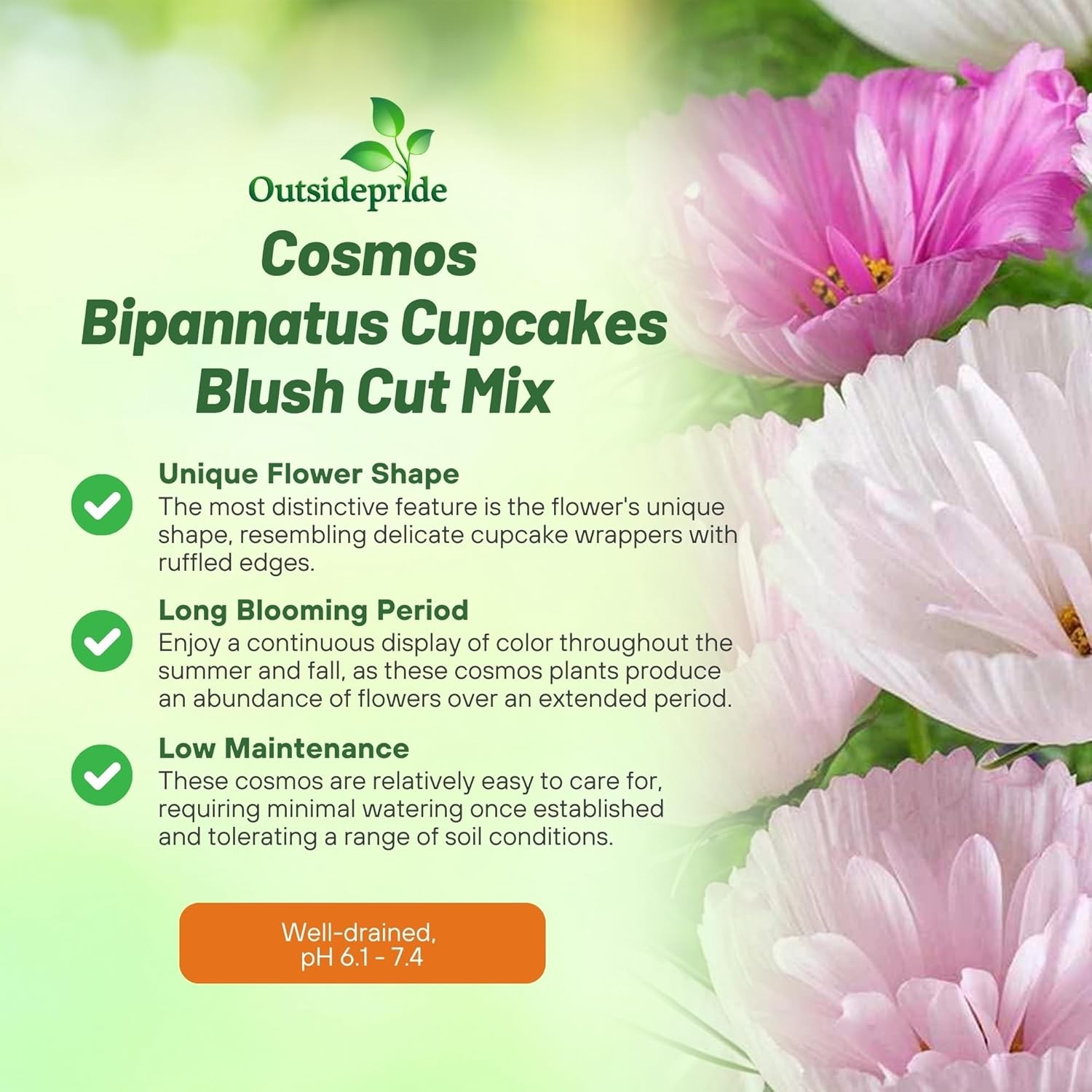50 Seeds Cosmos Bipinnatus Cupcakes Seed Mix For Planting – Blush Cut Flower