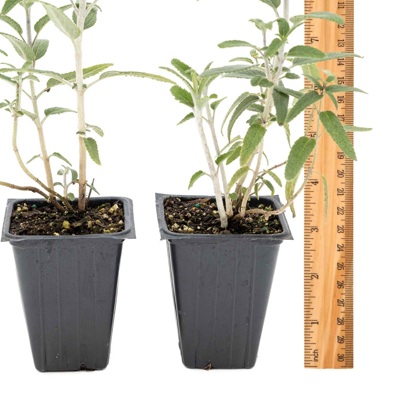2 Santa Barbara Mexican Sage Plants in 3.5″ Cubes, Live Aromatic Shrub (Salvia)