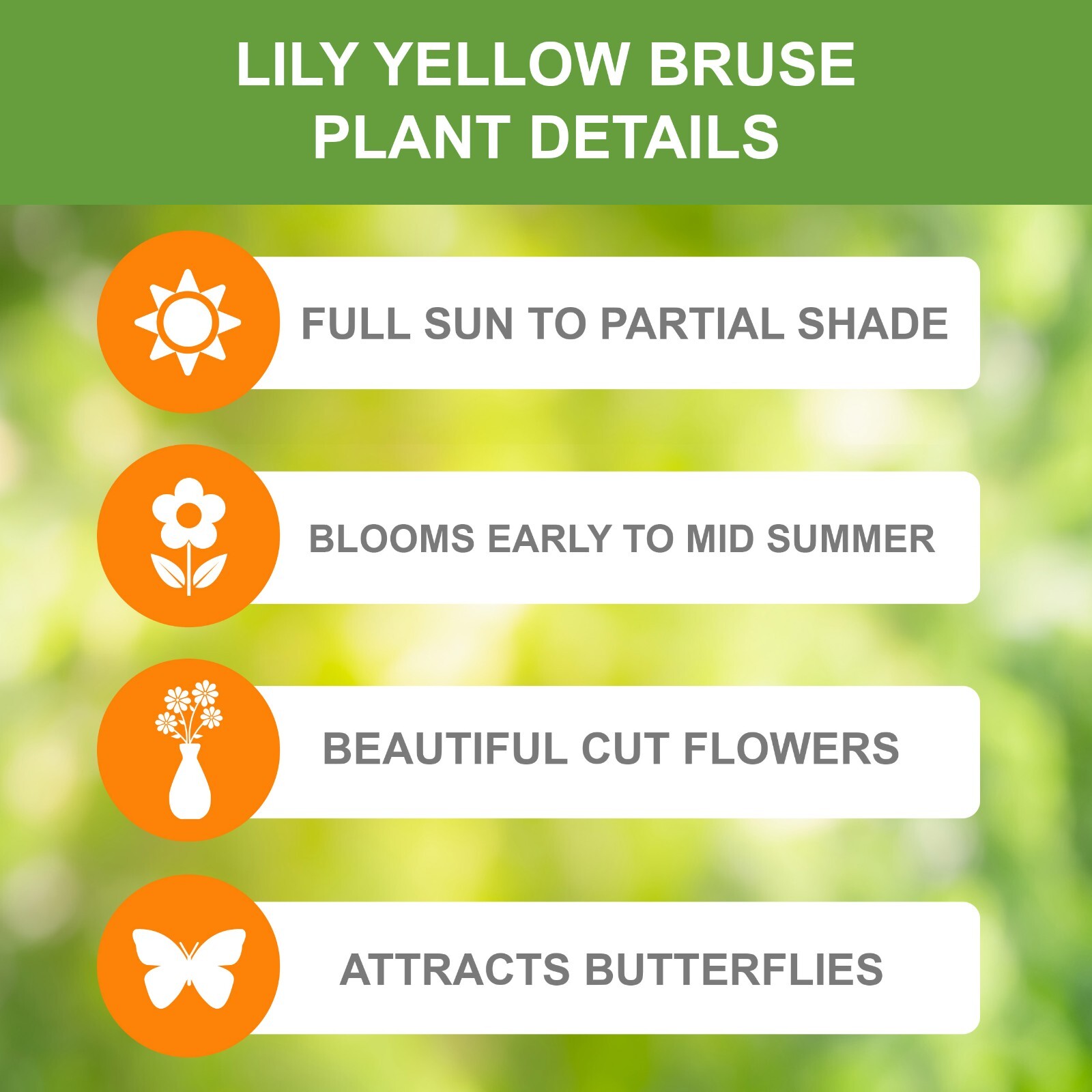 Garden State Bulb Yellow Bruse Asiatic Lily Flower Bulbs, 14/16cm, Spring