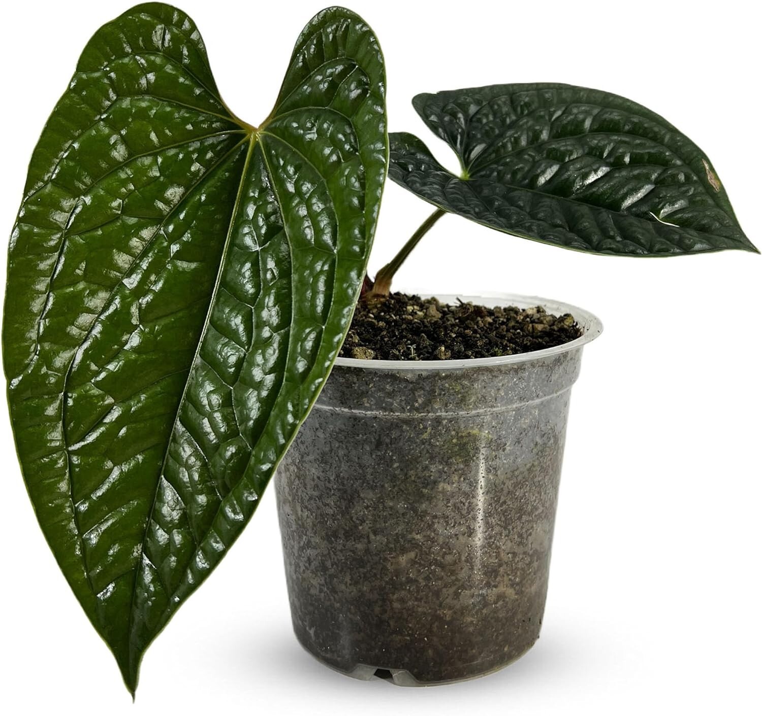 Anthurium Luxurian by LEAL PLANTS ECUADOR Live Plants| Green Live House Plants