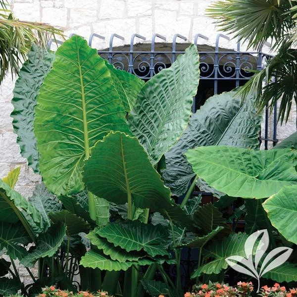 *BORNEO GIANT* Huge ELEPHANT EAR Taro Alocasia Macrorrhiza Rooted Starter Plants