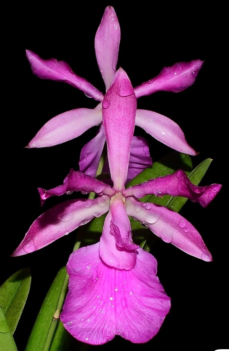 Encyleyvola Amigo Edwin Blooming size Live Orchid hybrid Cattleya plant pink #1