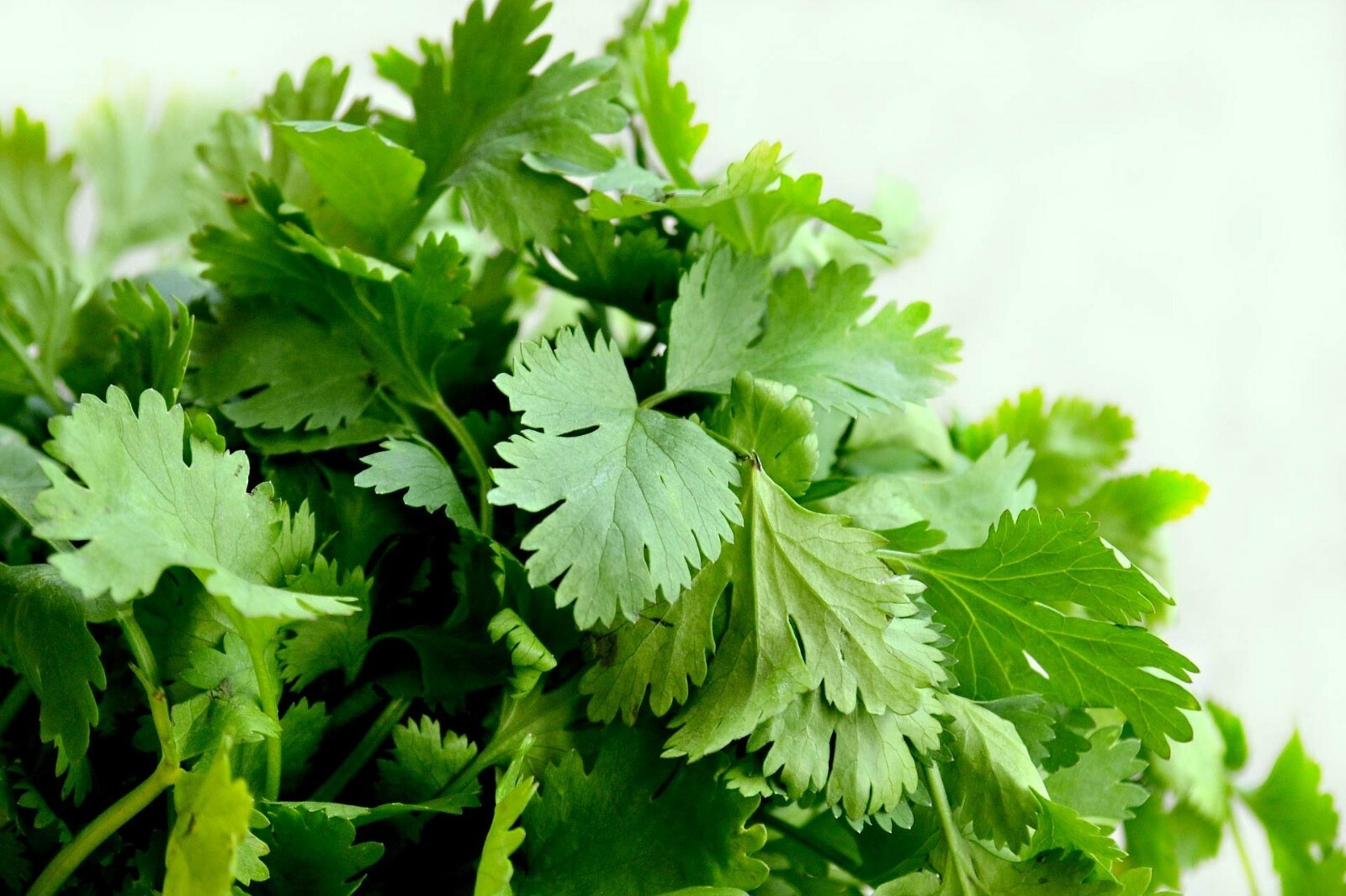 Cilantro Seeds (Split), Leisure Coriander, Oriental & Mexican Cuisine, FREE SHIP