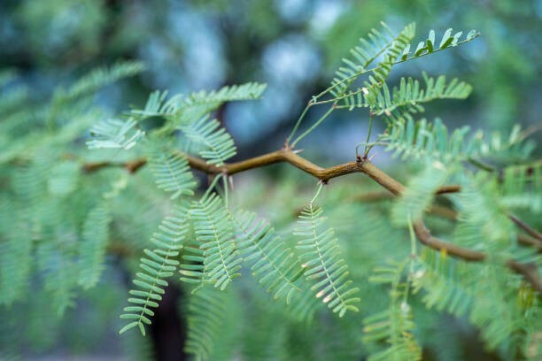 15 Honey Mesquite Tree seeds (Freshly Harvested and shelled from pods)