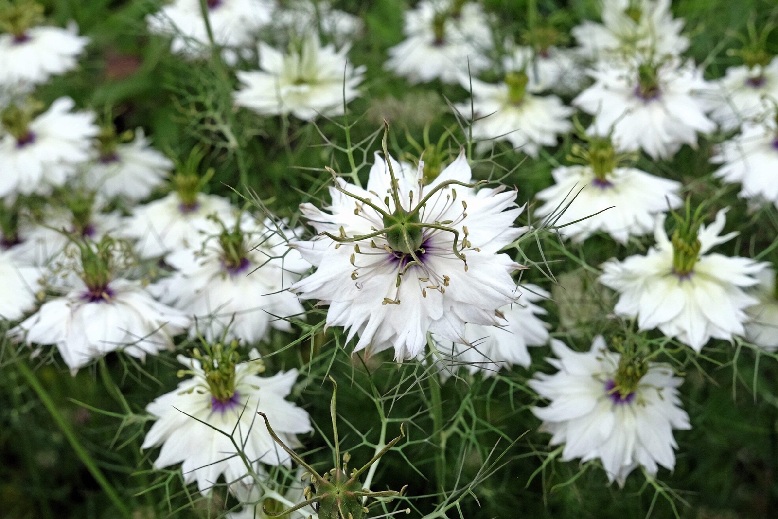 500 WHITE LOVE IN A MIST Nigella Damascena Flower Seeds *Flat S/H