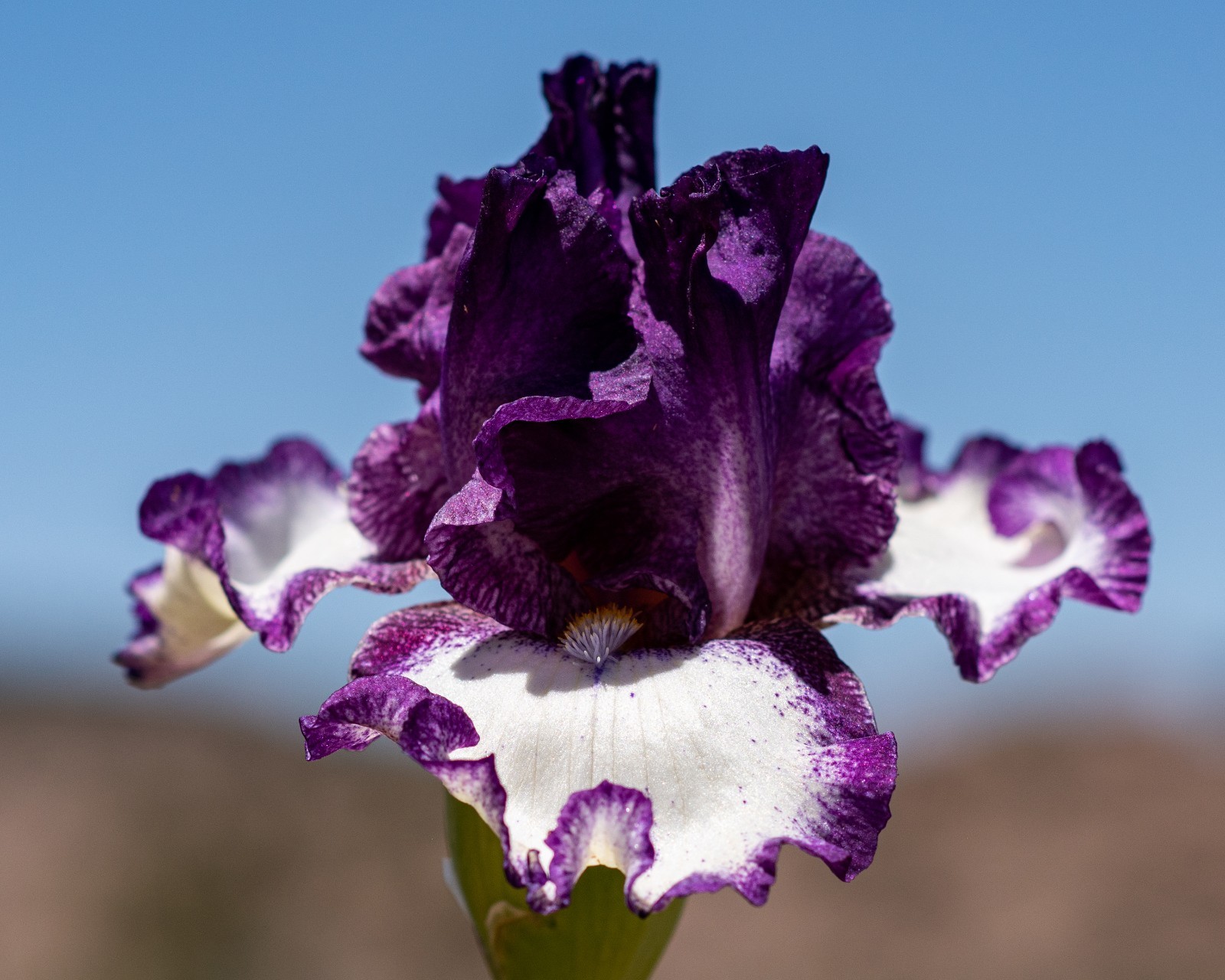 **FOOTLOOSE** Tall Bearded Iris. Pre-Order, Combined Shipping: Jul – Sep