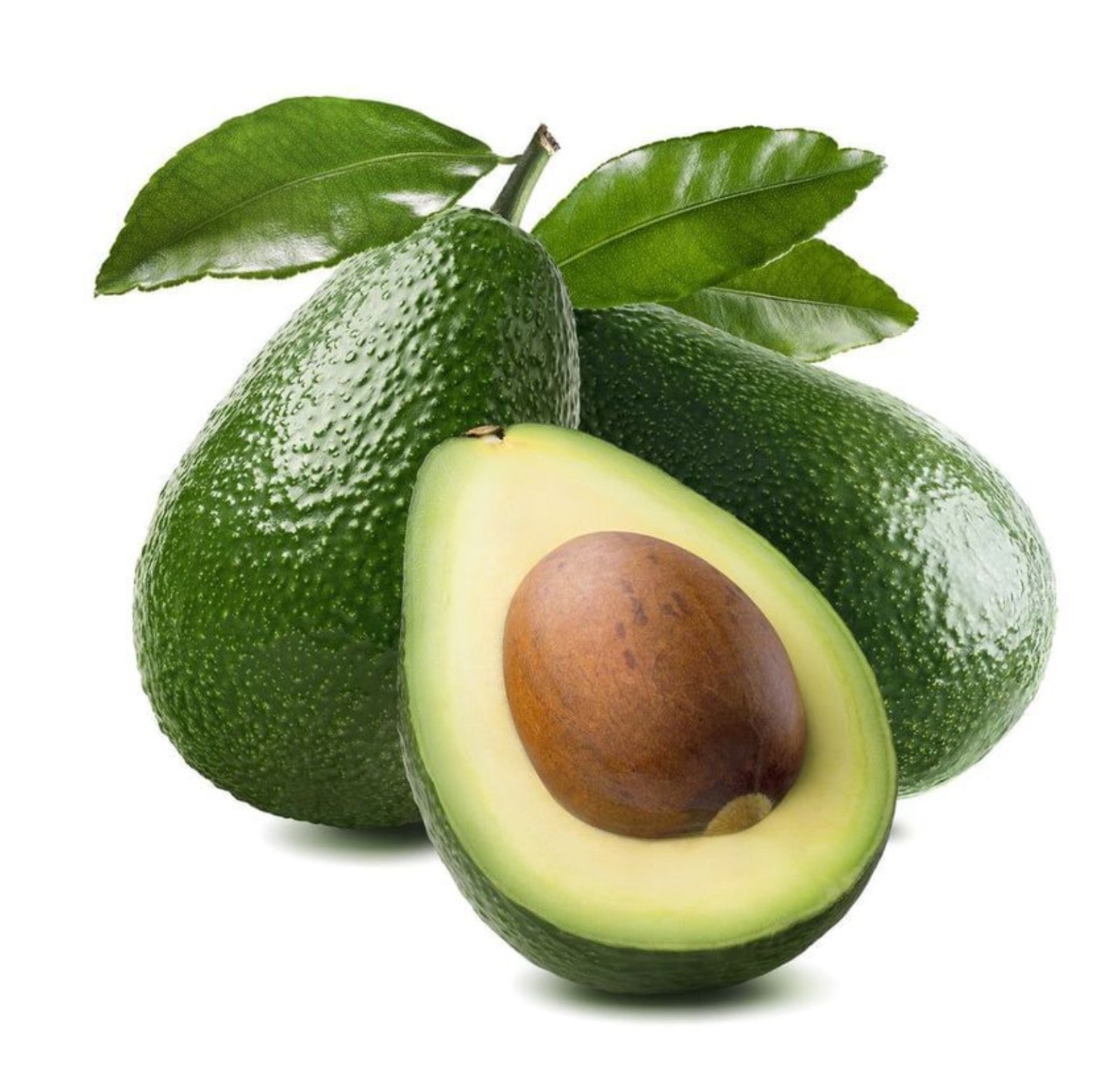 Avocado ‘Zutano’ grafted plant, Primo Size 18”-36” tall, “B” type