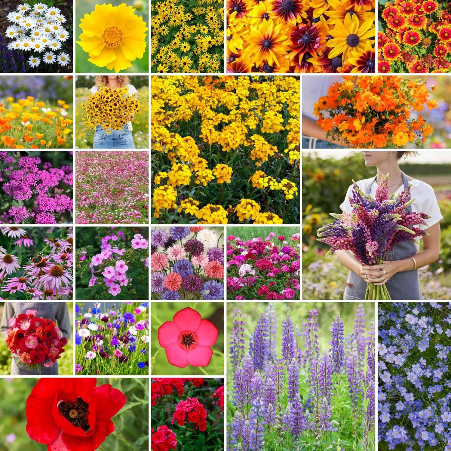 Northeast Wildflower Seed Mix, 1 Lb – 480,000+ Seeds for Pollinators