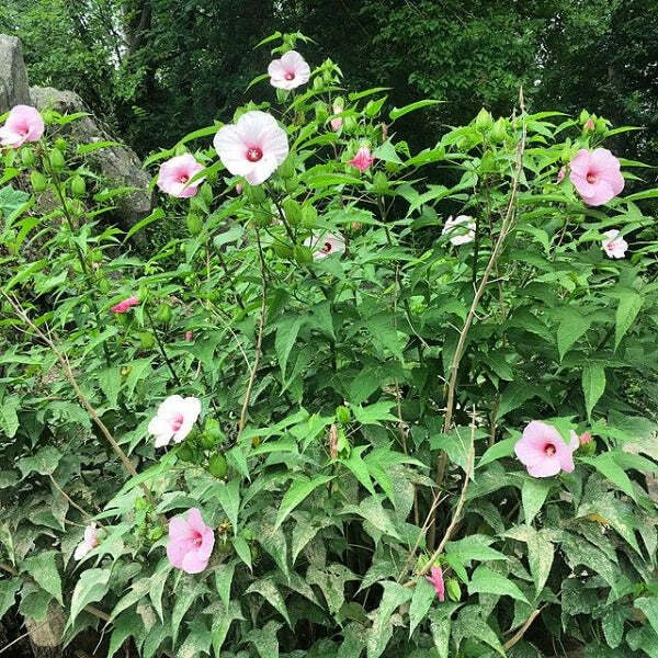 Hibiscus laevis | Soldier Rose Mallow | 10 Seeds