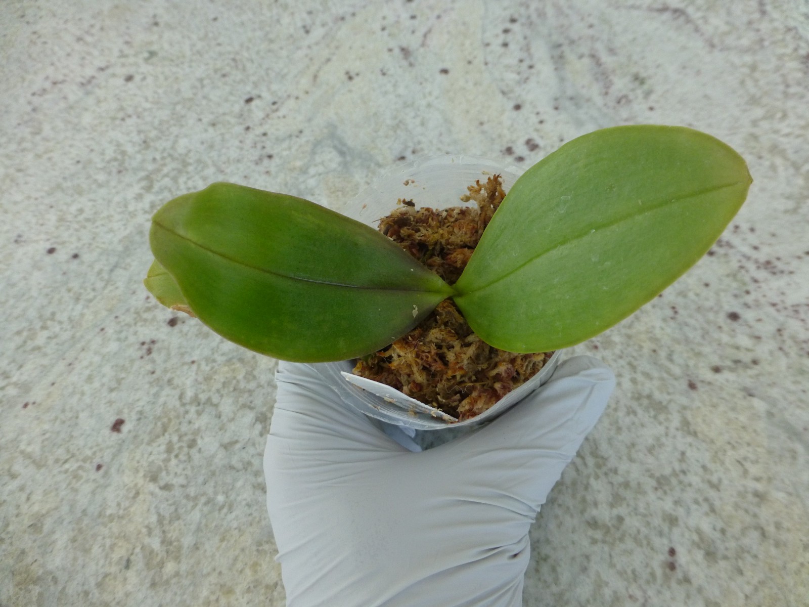 Very Fragrant Orchid Phalaenopsis Phal. KS Jadegreen ‘Sweet’ (KSM-035) In Pot