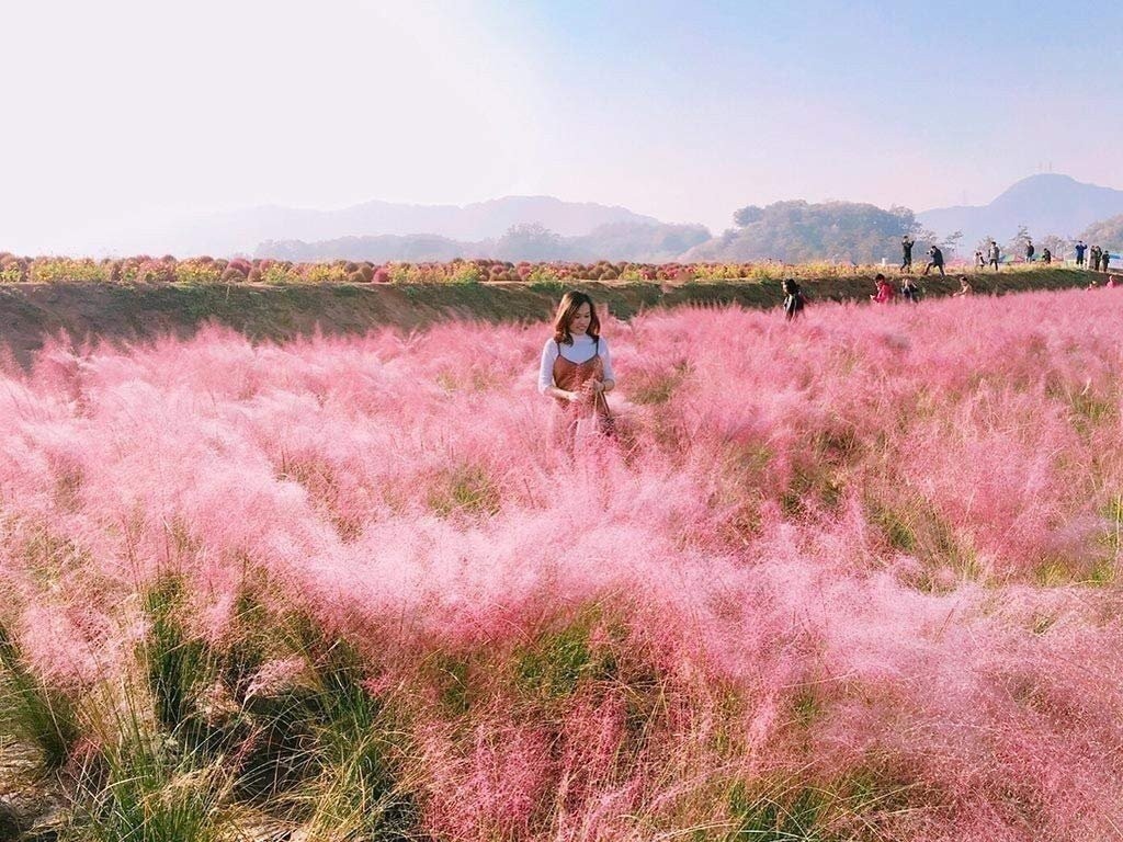 Muhly Grass | 3 Large Gallon Size Plants | Muhlenbergia capillaris | Ornamental