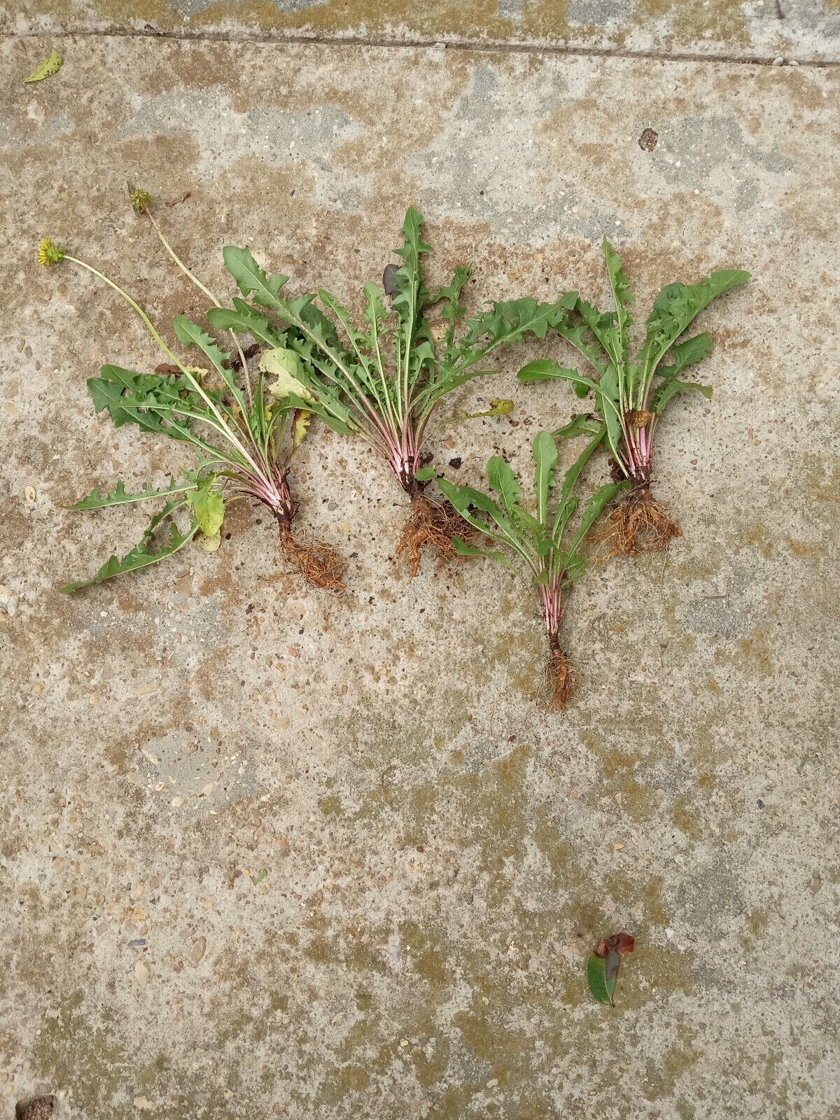 10+ Dandelion plants Wild Organic Non GMO Heirloom