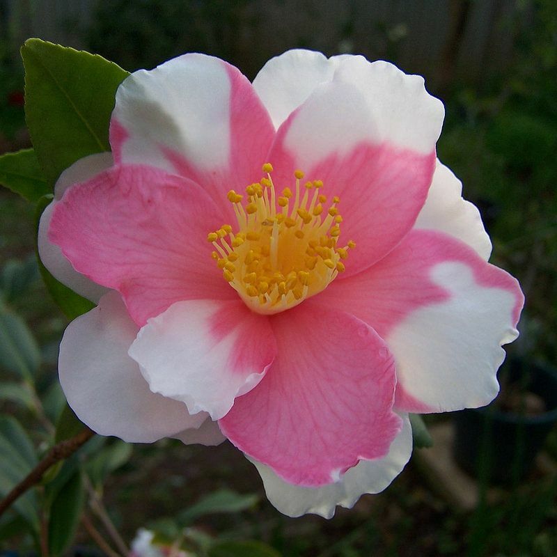 **SHIBORI-EGAO**Bicolor Bloom**Camellia Japonica-Live Starter Plant -USA Seller-