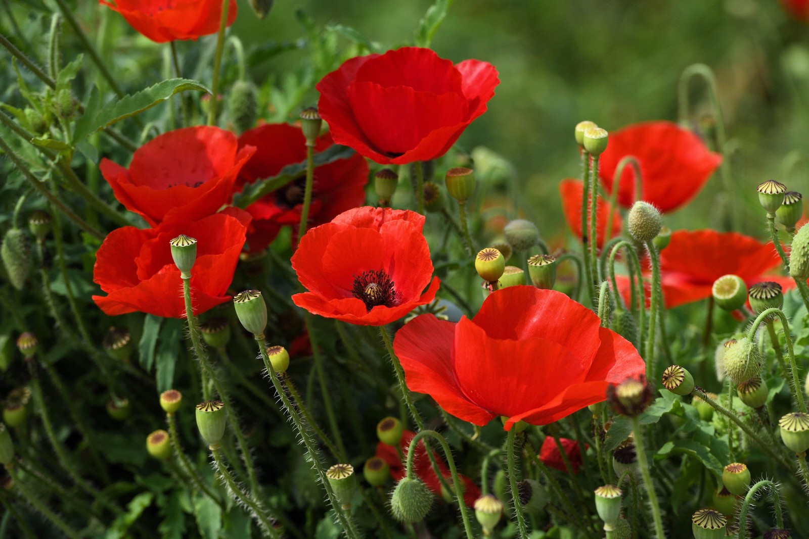 1000 Red AMERICAN LEGION POPPY Corn Shirley Flanders Papaver Rhoeas Flower Seeds