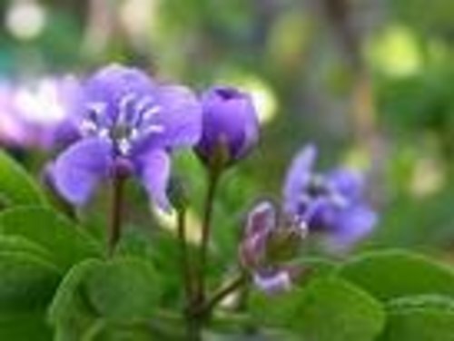 IRONWOOD Tropical Tree of Life Plant Lignum Rare Blue Flower Bonsai Starter