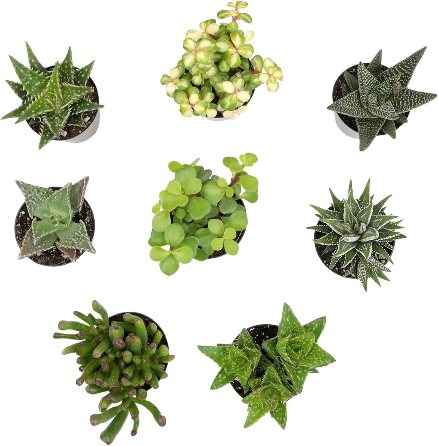 Altman Plants, Assorted Succulents Plants Live Houseplants (8PK), Succulent Plan