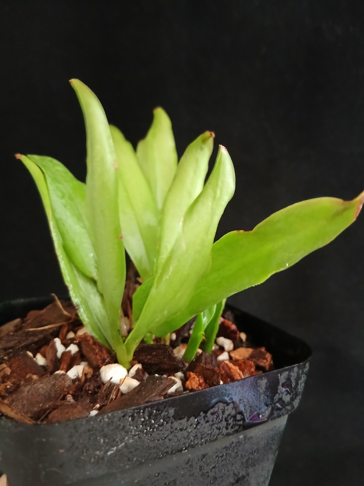 RARE CATTLEYA ARAGUAIENSIS ORCHID SPECIES FRAGRANT