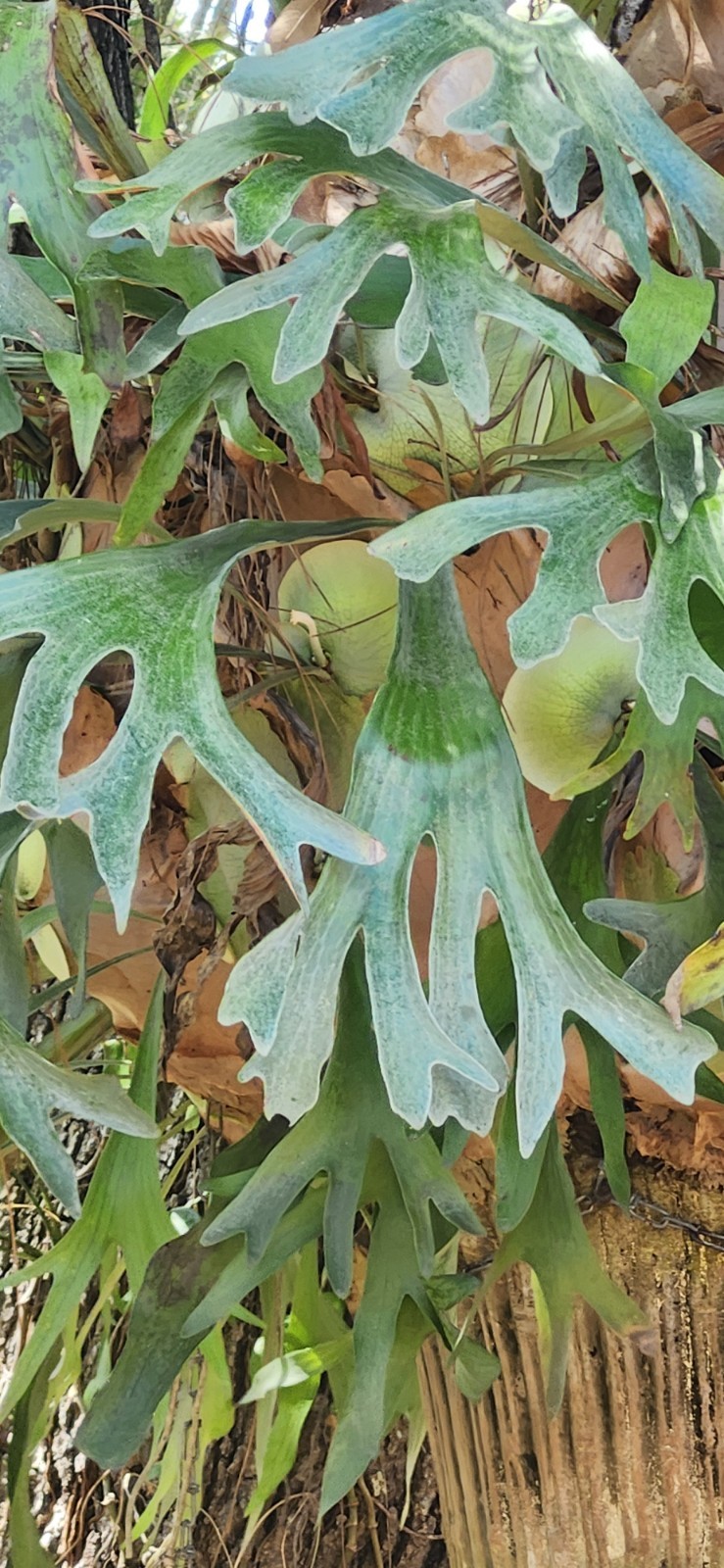 HUGE Staghorn Fern 6 FEET+ WIDE -Tampa/St. Petersburg area -you take down/pickup