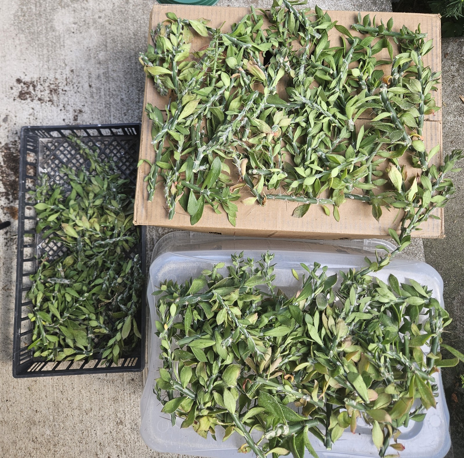 120++ Pereskiopsis Clearance Grafting Cuttings