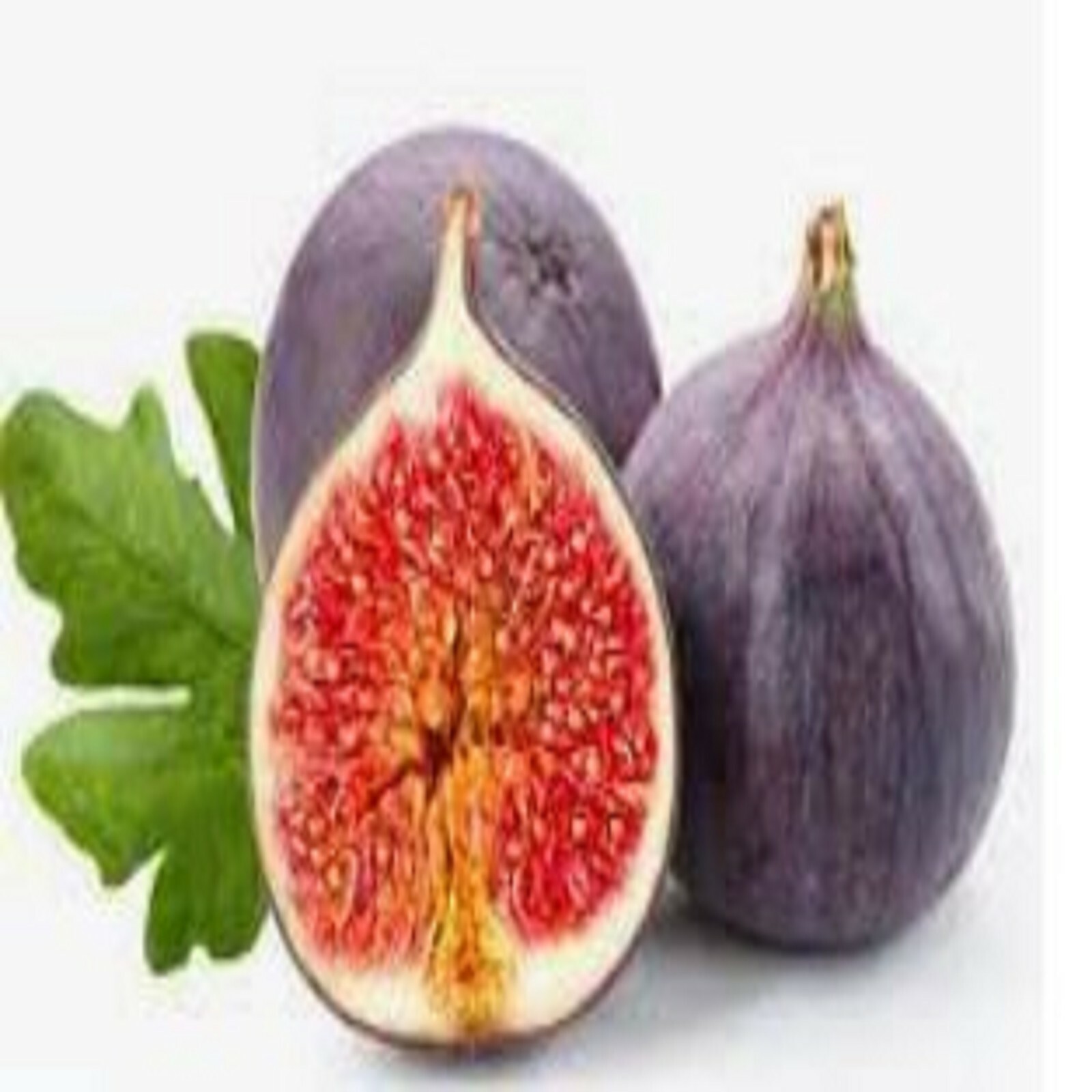 RARE-GIANT TURKISH FIG Fruit Tree 15 SEEDS -Combined Shipping disc (USA seller)