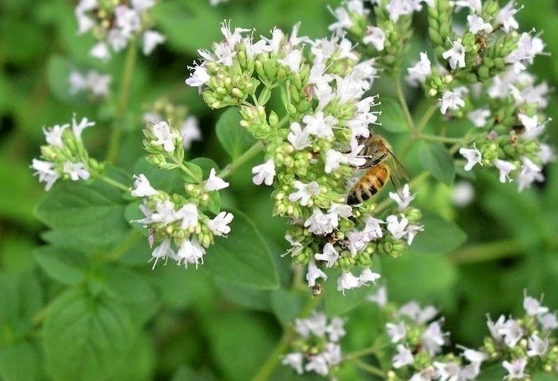 301+TRUE GREEK OREGANO Herb Seeds Organic Garden Container Perennial Heat Cold