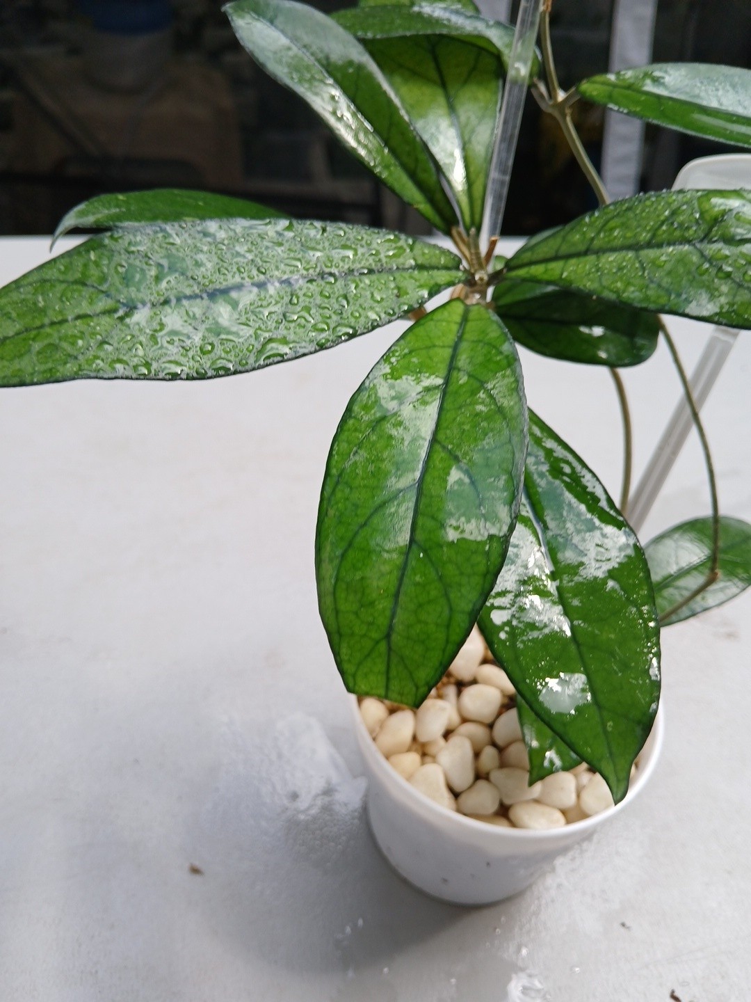 #360- Hoya CRASSIPETIOLATA Green LIVE PLANT,