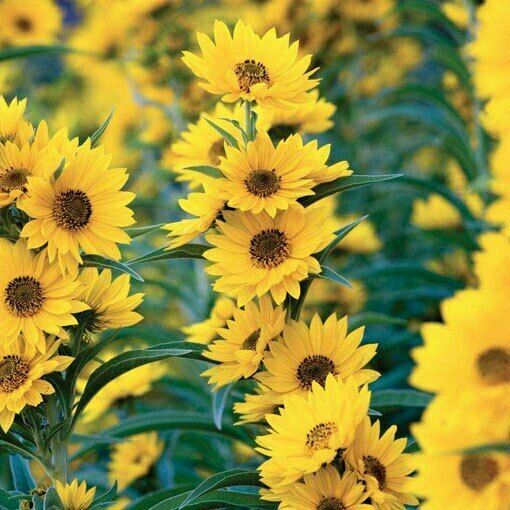 Maximilian Sunflower Seeds Helianthus Maximiliani (200 to 2000 SEEDS)