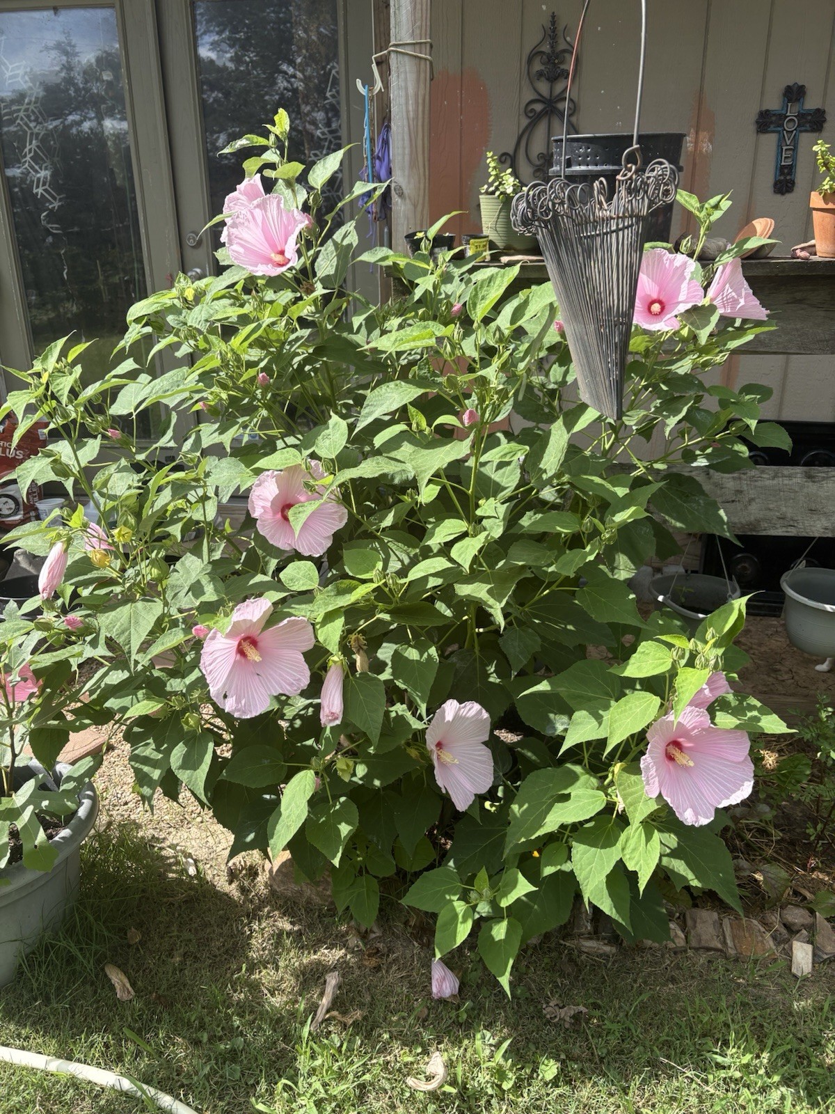 100+ Mixed Pink & White Hibiscus Moscheutos Rose Mallow seeds Free US shipping!
