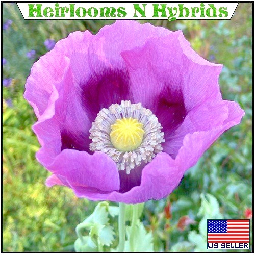 20,000 Hungarian Poppy Seeds Stratified Papaever Somniferum Import For Planting