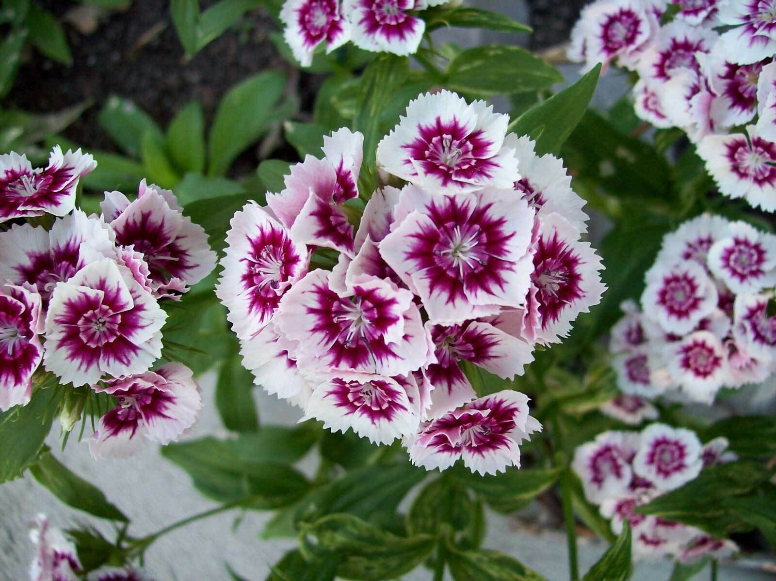Dianthus barbatus | Sweet William | 100_Seeds