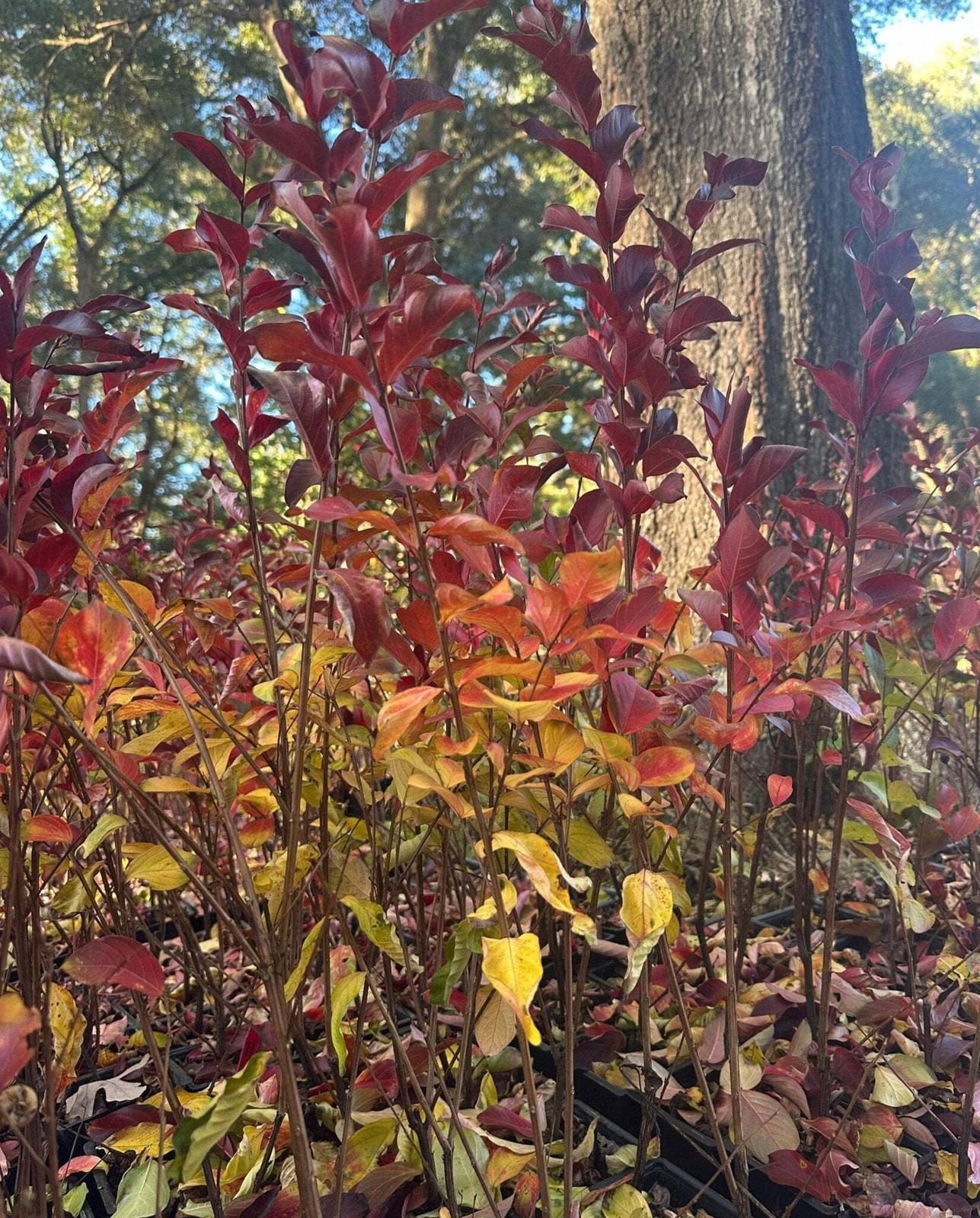 Elizabethanne Red Passion™ Crape Myrtle: For the Lovers of True Red