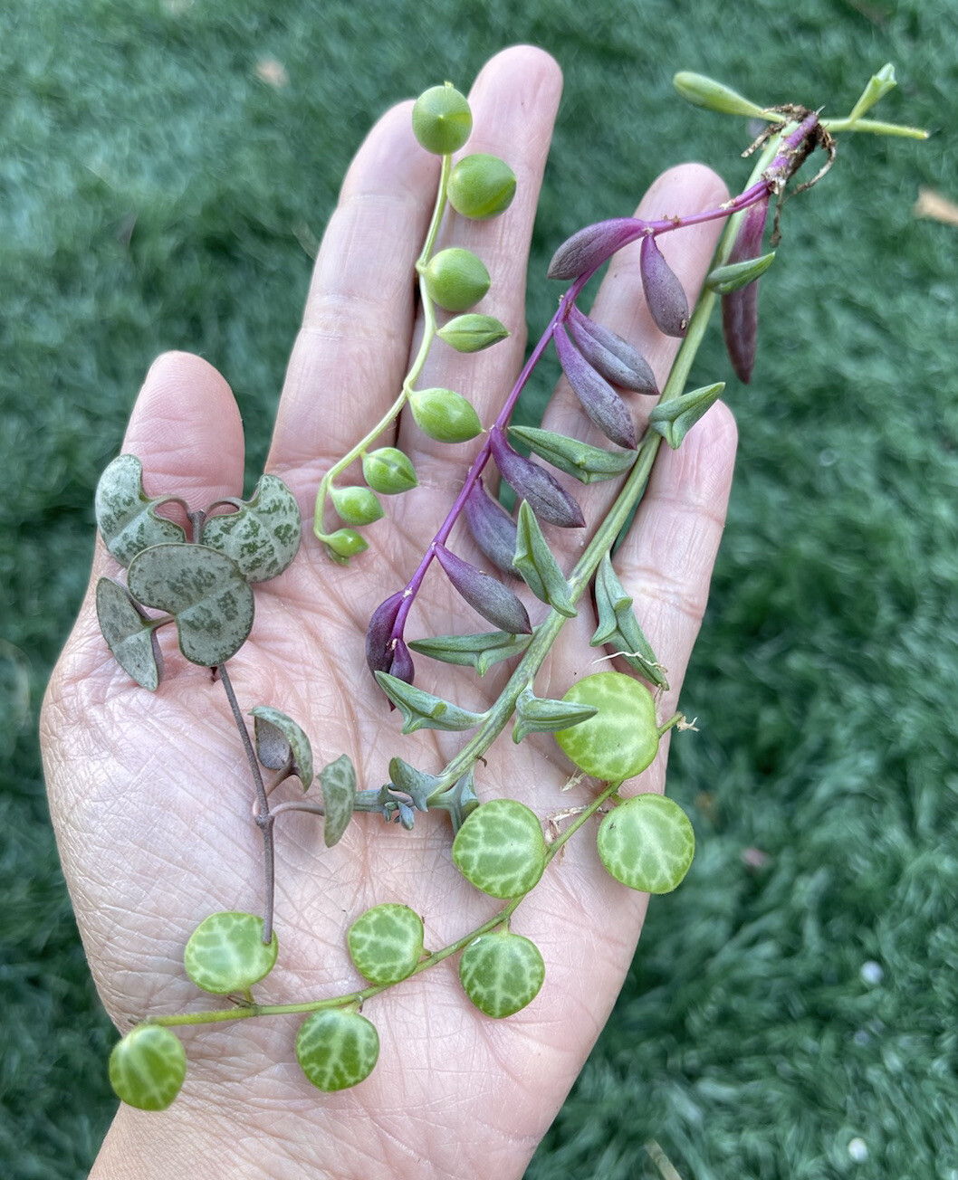 5 Healthy Strings Cuttings | About 3” long
