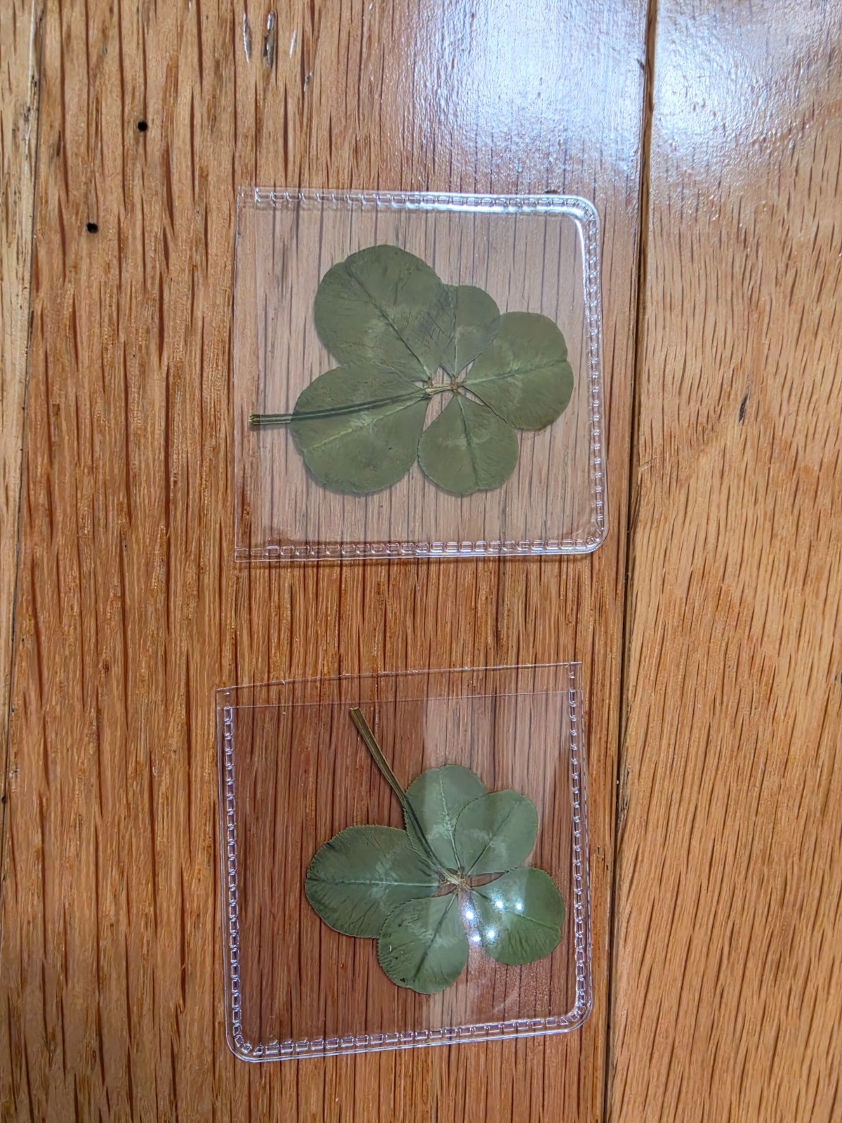 🍀RARE REAL 6 Leaf Clover 🍀NO JOKE 🍀 Hand picked – GREAT Gift – LUCKY 🤩