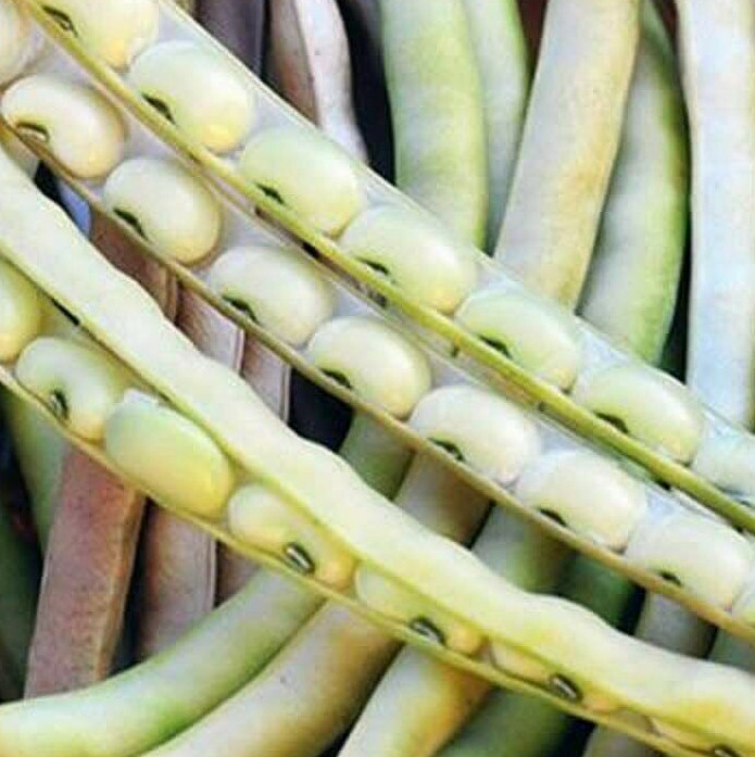 Top Pick Cream Pea Seeds | Vegetable Southern Field Cow Pea Bean Seed 2024
