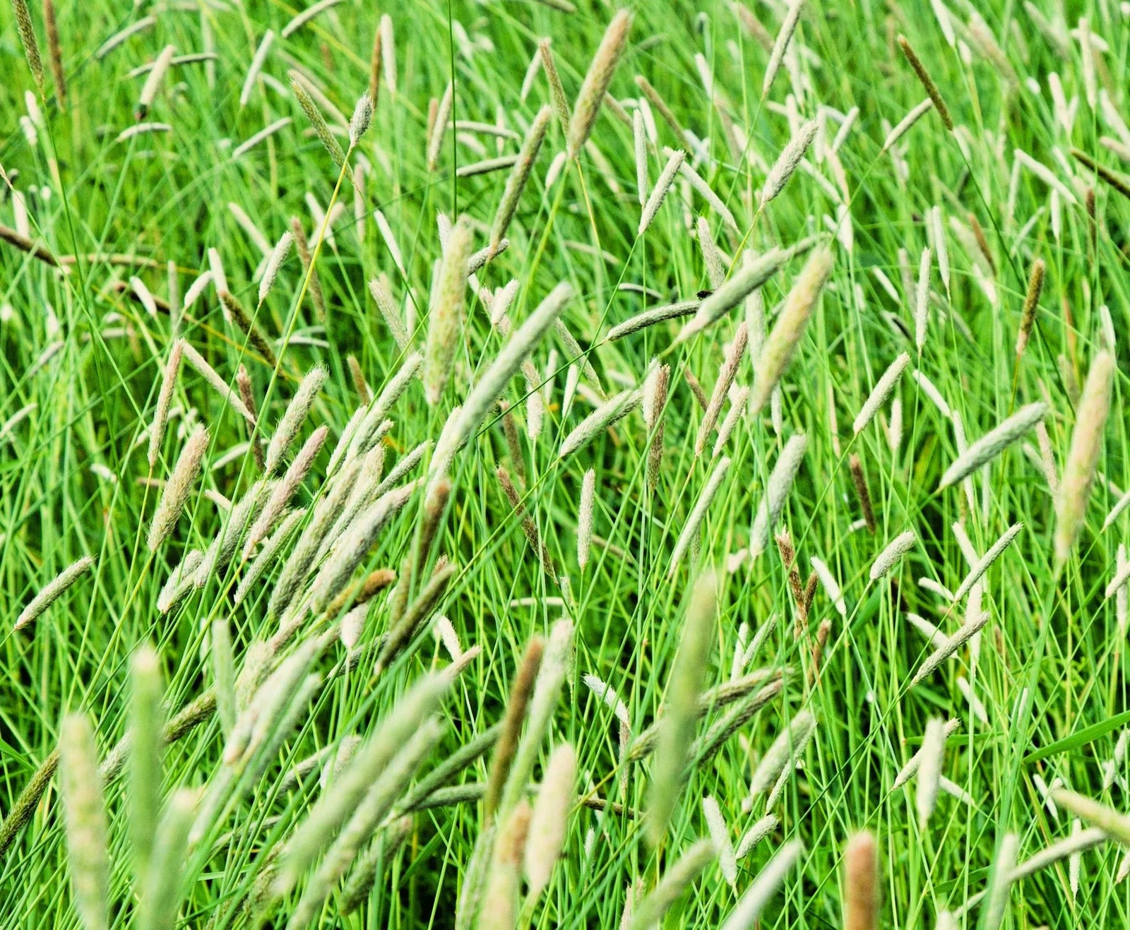 Climax Timothy Grass Seeds for Planting – Cover Crop, Hay Grass, Deer, Wildlife