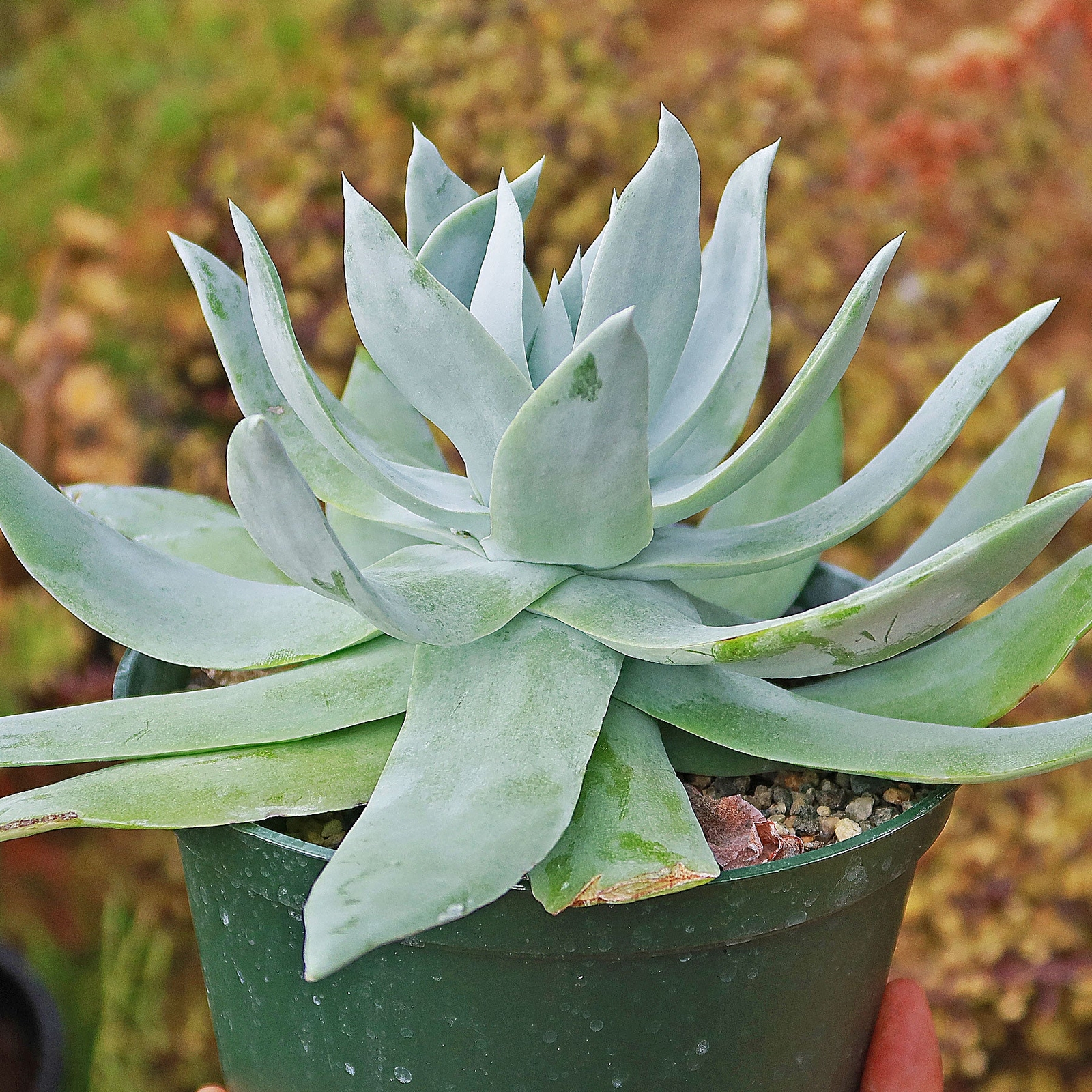 Giant Chalk Dudleya ‘Dudleya brittonii’ cactus Cacti Succulent real live plant